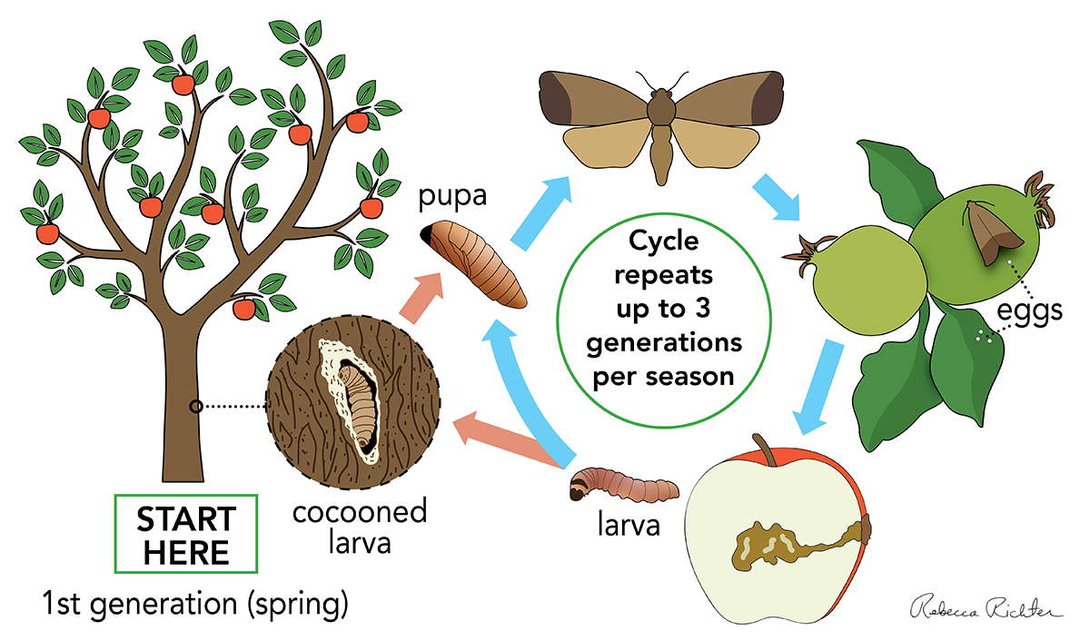  Diagram of the life cycle of the codling moth