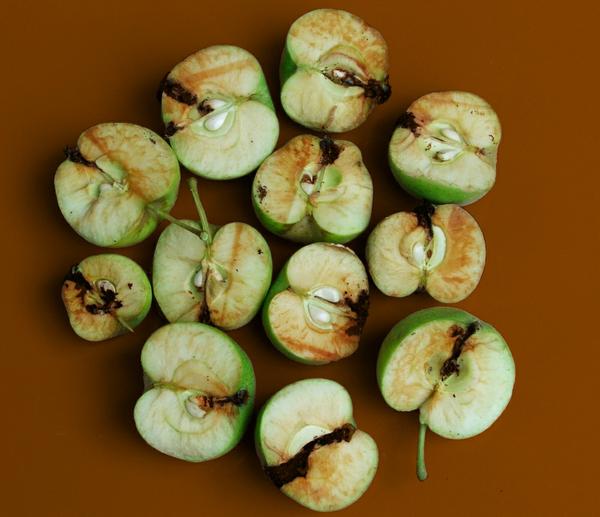Damage done to apples by larvae of codling moth 