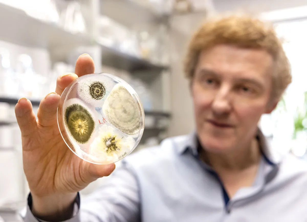 St. Leger holds up petri dish with four fungus colonies