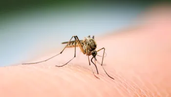 Scientists Develop “Mosquito STD” to Combat Malaria