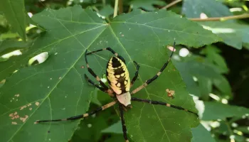 New Study Reveals That Tree Species Diversity Increases Spider Density