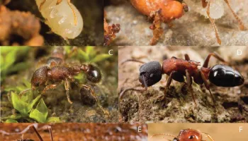 New Study Shows Island Ant Communities in Sharp Decline