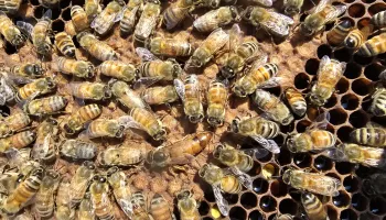 Where Do Campus Bees Go in the Winter? 