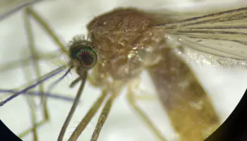 UMD Student Scientists Take on West Nile Virus