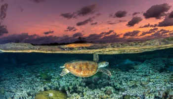 Restoring Island-Ocean Connections Benefits Humans, Wildlife and Marine Environments