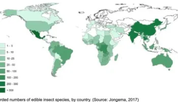 [Seminar Blog] Gold, God and Grubs: The Impact of Colonization on Insect Consumption in the US