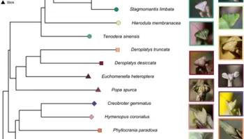[Seminar Blog] Motion of Mantises