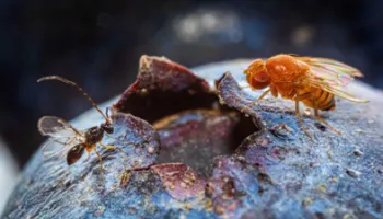 [Seminar Blog] Unintentional Biological Control: A gift or curse?