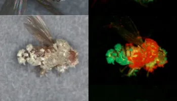 Insect-Killing Fungi Find Unexpected Harmony in War