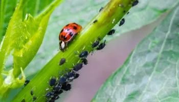 [Seminar Blog] You smell like you might eat me! How ladybeetle stink can fix your aphid problems