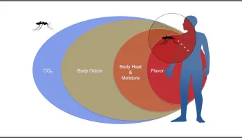 [Seminar Blog] From Sweat to Supper: The Sensory Science Behind Mosquito Host Detection