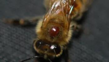 First Multi-year Study of Honey Bee Parasites and Disease Reveals Troubling Trends