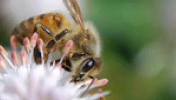 Nearly 1 in 3 U.S. Honeybees Lost in Winter 2012-13