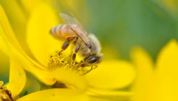 Lower Winter Losses, But Tough Times Linger For Honey Bees