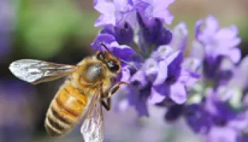 You Can Help Save the Bees