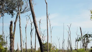 Dung Beetles and Butterflies Highlight the Consequences of Amazon Rainforest Fires