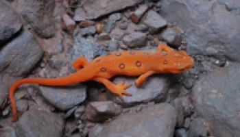 Emerging Disease Could Wipe Out American, European Salamanders