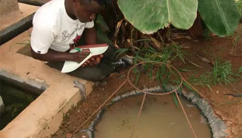 Transgenic Fungus Rapidly Killed Malaria Mosquitoes in West African Study