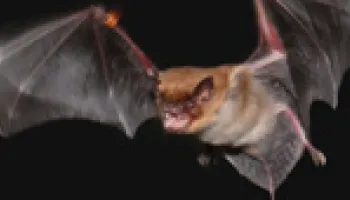 Foraging Bats Warn Others Away From Their Dinners 