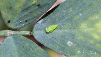 Climate Change Boosts a Migratory Insect Pest