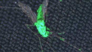 Mosquito-killing Fungi Engineered with Spider and Scorpion Toxins Could Help Fight Malaria