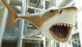 UMD Entomologist Bretton Kent Helped Smithsonian Reconstruct a Life-size Prehistoric Shark