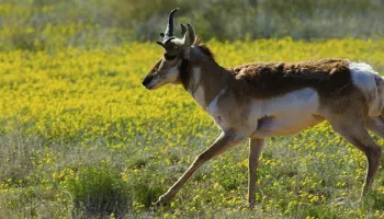 In Grasslands Remade By Humans, Animals May Protect Biodiversity