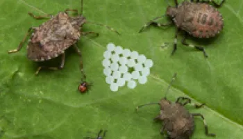 A Fast First Step Toward Defeating Stink Bugs