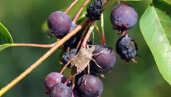 Stink Bugs Have Strong Taste for Ripe Fruit