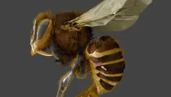 Honey Bee Parasites Feed on Fatty Organs, Not Blood