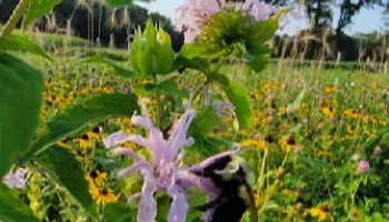  Flower Power: Floral Diversity Attracts Beneficial Arthropods in an Edamame Agroecosystem