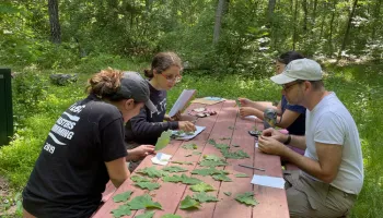 Unearthing the Ecological Impacts of Cicada Emergences on North American Forests