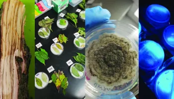 University of Maryland Plant Diagnostic Laboratory Reopens