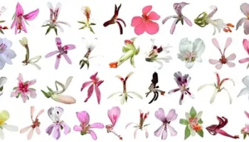 [Seminar Blog] People and Plants: The Human Impact on Plant Phenology and Diversity