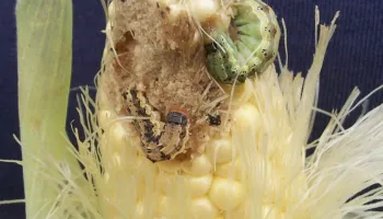 UMD Researchers Develop Genomic Method of Monitoring for Pesticide Resistance