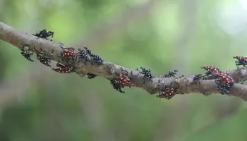 Researchers Add 13 Plants to List of Potential Hosts for Juvenile Spotted Lanternflies