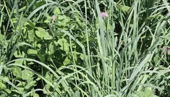 Entomology and Extension Faculty Join a National Team to Study and Support Diverse Perennial Forage Systems with Major Implications for Human and Animal Ecosystem Health