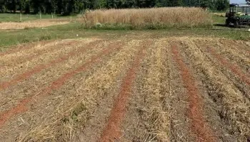 Evaluating Biosolarization, Cover Cropping and Strip Tillage as an Integrated Pest Management Tool in Eggplant