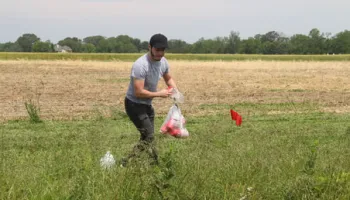 Supporting Nature's Allies: Ground Beetles and the Role of Drainage Ditches in Agricultural Pest Control