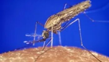 [Seminar Blog] How Researchers Use Genomic Monitoring to Fight Mosquitoes Spreading Malaria