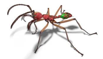 UMD Entomologist Helps Bring the World’s Ant Diversity to Life in 3D Imagery