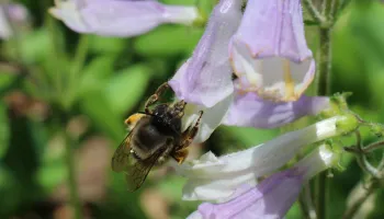 Entomologists Issue Warning About Effects of Climate Change on Insects