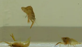 [Seminar blog] What Do you Do with a Drunken Crayfish?