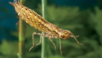 Can Farm Ponds Support Dragonflies that Control Pests of Cattle?