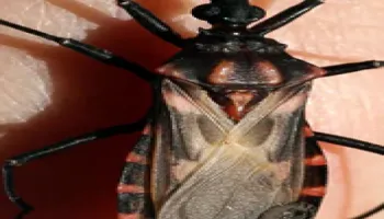 [Seminar Blog] How do Blood-sucking Insects Stay Cool?