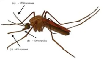 [Seminar Blog] Hey Mosquito, Do you Smell That? A Case of How Genetic, Chemical and Behavioral Research Determines the True Function of Mosquito “Repellents”