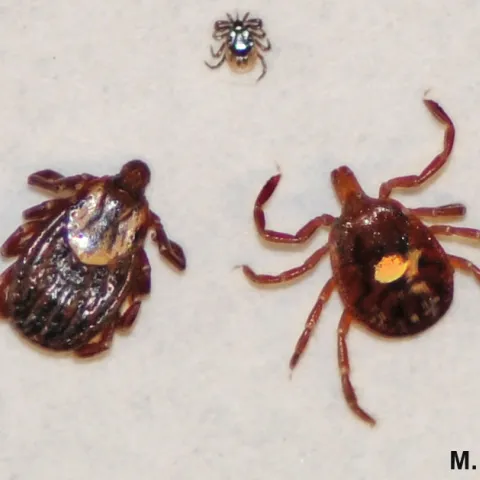 Extension Arthropod Vectors of Disease