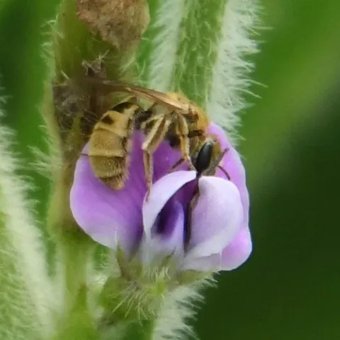 Bees on an edamame flower