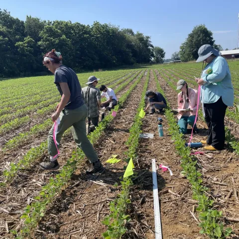 People in a field protecting agricultural crops