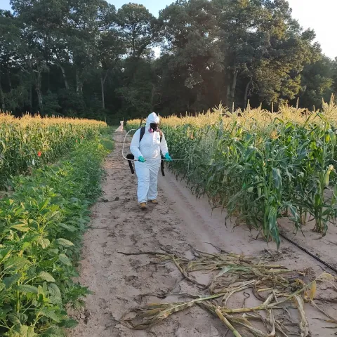 Man spraying pesticides on a field